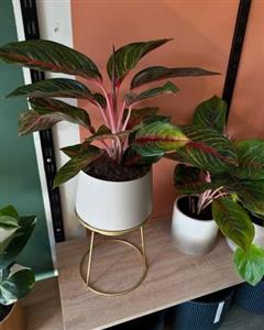 چطور گلدان و گیاه طبیعی را برای روز داروساز به داروساز هدیه دهیم؟