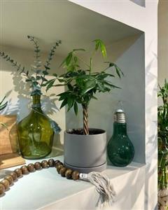 چطور گلدان و گیاه طبیعی را برای تبریک به همکار در دفتر ارسال کنیم؟
