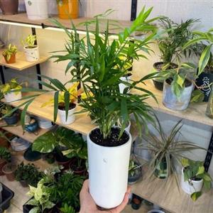 چطور گیاهان کم‌نور مانند پتوس را برای اتاق خواب خود خریداری کنیم؟