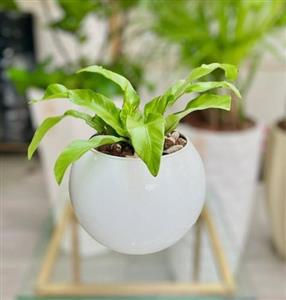 از کجا گلدان و گیاه طبیعی برای اتاق خواب خریداری کنیم؟