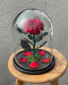 گل رز جاودان برای هدیه به دختر مناسب است؟