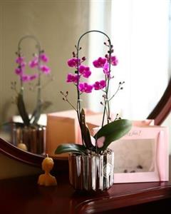 قیمت گلدان ارکیده مدل کلاسیک در تهران چقدر است؟