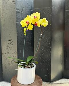 خرید ارکیده شاخه‌ای شیک با رنگ‌های مختلف از گل‌فروشی‌های کرج چگونه است؟