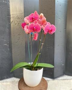 خرید ارکیده در گلدان‌های شیک و لاکچری از کدام گل‌فروشی تهران؟