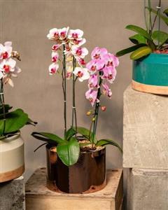 مقاله: خرید ارکیده شاخه‌ای با رنگ زرد و شیک از کدام گل‌فروشی در کرج؟