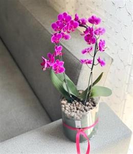 خرید ارکیده شاخه‌ای با قیمت مناسب و مدل‌های خاص در گل‌فروشی تهران از کجا؟