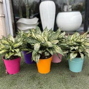 چطور گیاهان کاکتوس و ساکولنت را برای فضای داخلی منزل به‌راحتی نگهداری کنیم؟