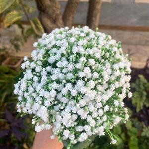 دسته گل رز مینیاتوری و ژیپسوفیلا خجسته
