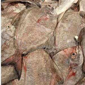 ماهی حلوا سیاه * وزن متغیر 10 تا 30 کیلو (پس کرایه)