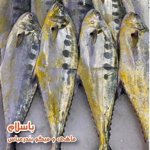 ماهی سارم یا مقوا سلیمانی تازه (1 کیلوگرم)