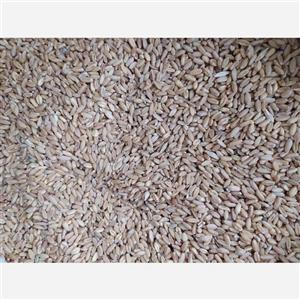 گندم پرنده یک کیلویی پس کرایه