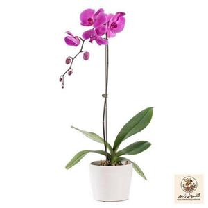 گل طبیعی ارکیده کد ۱۶۲