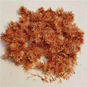 گل ریز قهوه ای روشن