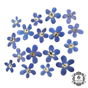 گل 5 پر آبی پرسی