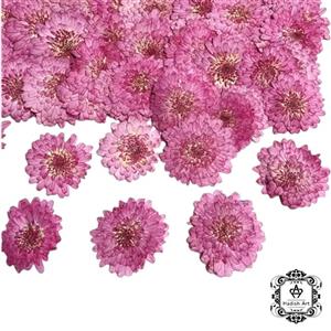 گل داوودی پرسی وارداتی