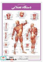 کتاب دستگاه عضلانی کالبد شناسی