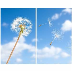 استیکر شیشه طرح قاصدک بسته 2 عددی -