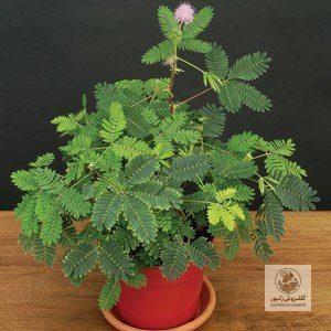 شومیز مانتویی گل کد محصول 1613