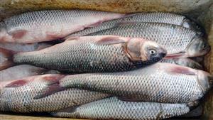 ماهی سفید دریای خزر صید روز پاک کرده- 5 کیلو