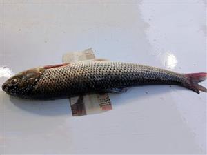 ماهی سفید نر تازه دریای خزر پاک شده - ۱.۵ کیلو