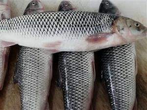 ماهی سفید صید روز دریای خزر پاک شده - ۷ کیلو