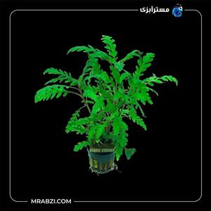 هیگروفیلا پیناتیفیدا