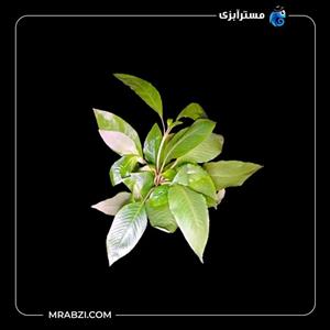 هایگروفیلا اسپیشز(سیبی پا بلند)