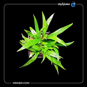 هایگروفیلا سالیسیفولیا برگ باریک (گلدانی)
