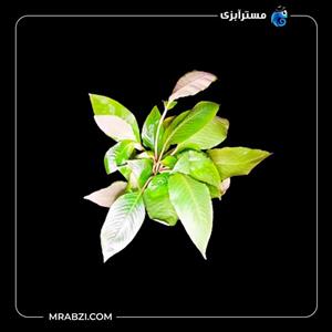 هایگروفیلا اسپیشز(سیبی پا متوسط)