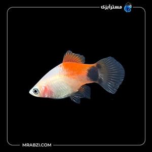 ماهی پلاتی میکی موس