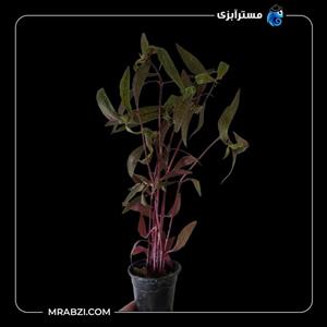 گیاه آکواریومی آلترنانترا اس | Alternanthera S