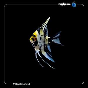 ماهی آنجل مرمری