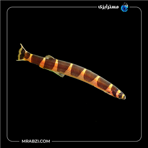 لوچ نیم نوار