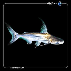ماهی پنگوسی باله بلند