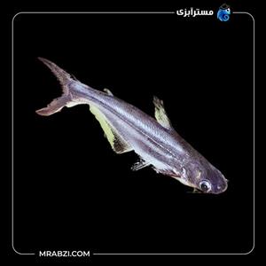 ماهی پنگوسی