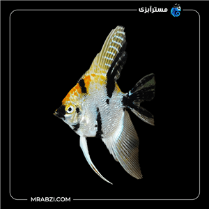 ماهی آنجل کوی
