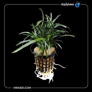 گیاه آکواریومی افیپوگان پسیلوس (گیاه ژاپنی)