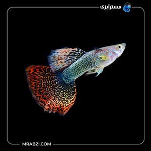 گوپی سون کالر