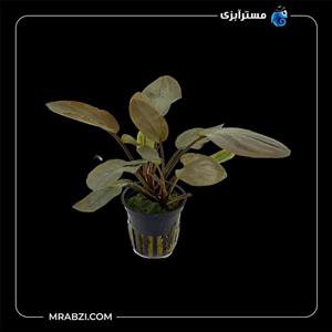 بکدراپ لاجناندرا میبلدی رد روند 