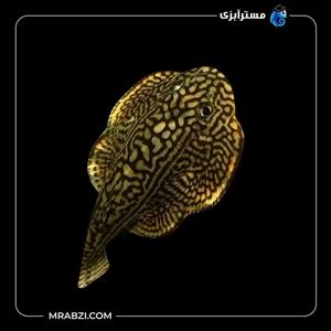 لوچ پروانه ای