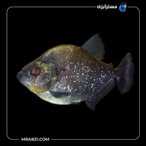 ماهی پیرانا الماسی