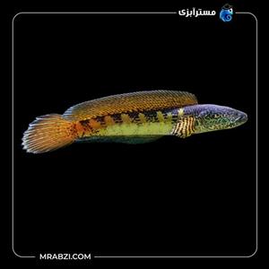 ماهی چانا گلدن کبری