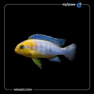 ماهی سیچلاید رد چیک