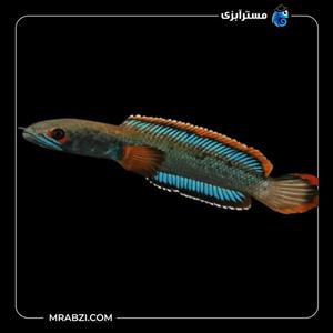ماهی چانا فایر اند آیس