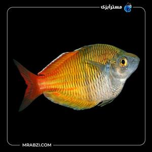 ماهی رمبو بوسفانی بالن
