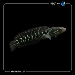 ماهی چانا آسیاتیکا وایت استریپ