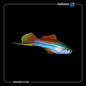 ماهی سواردتیل نئون