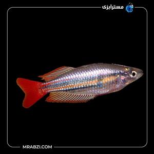 ماهی رمبو ماکولی