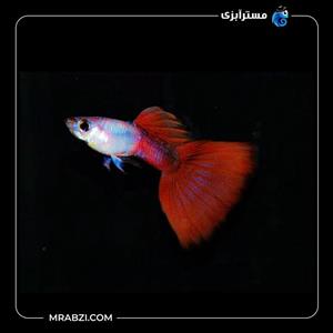 ماهی گوپی سیلور رد