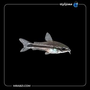 کوریدوراس پیگمی